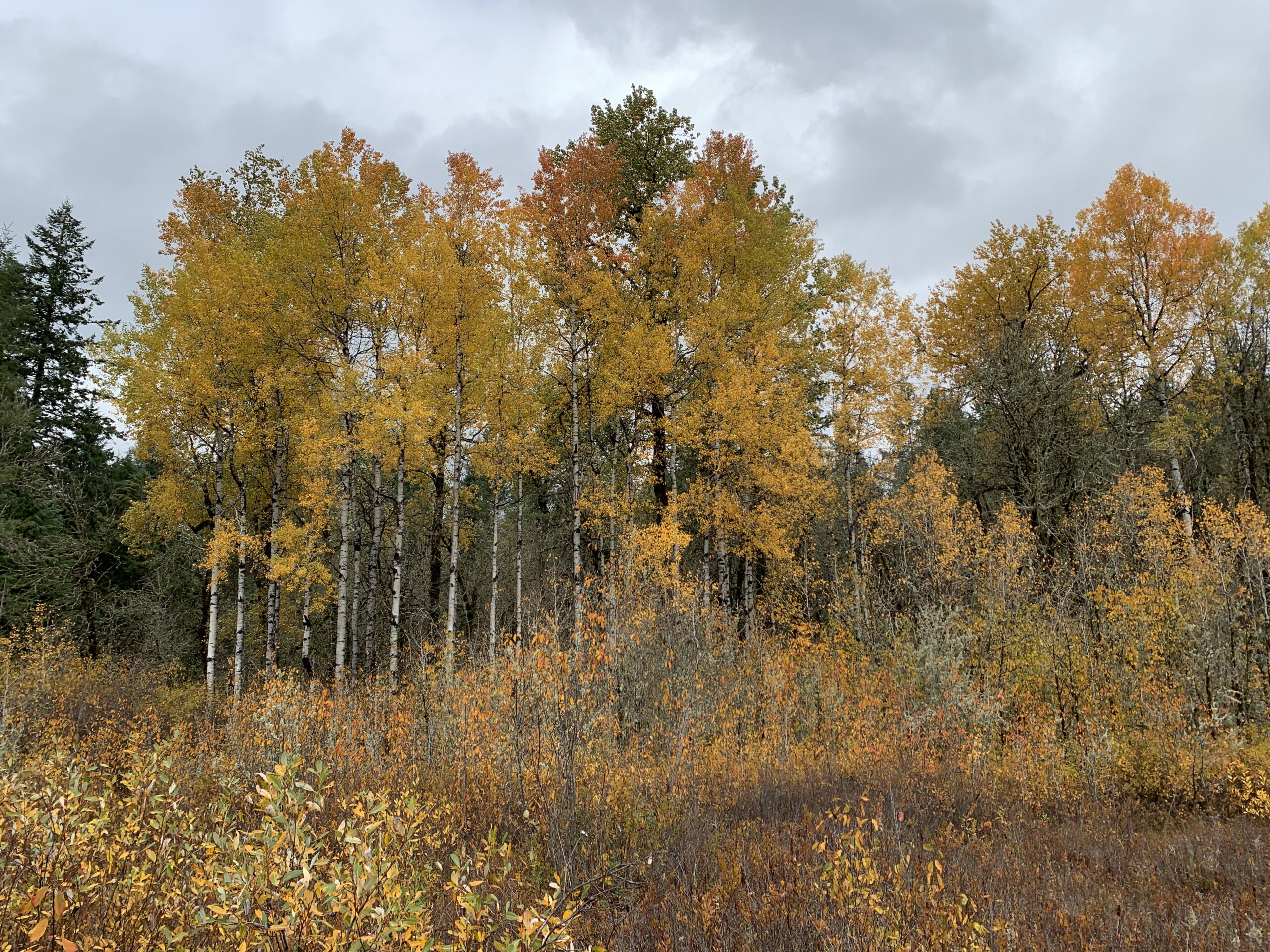 Quacking Aspen