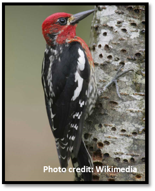 Red-breasted sapsucker