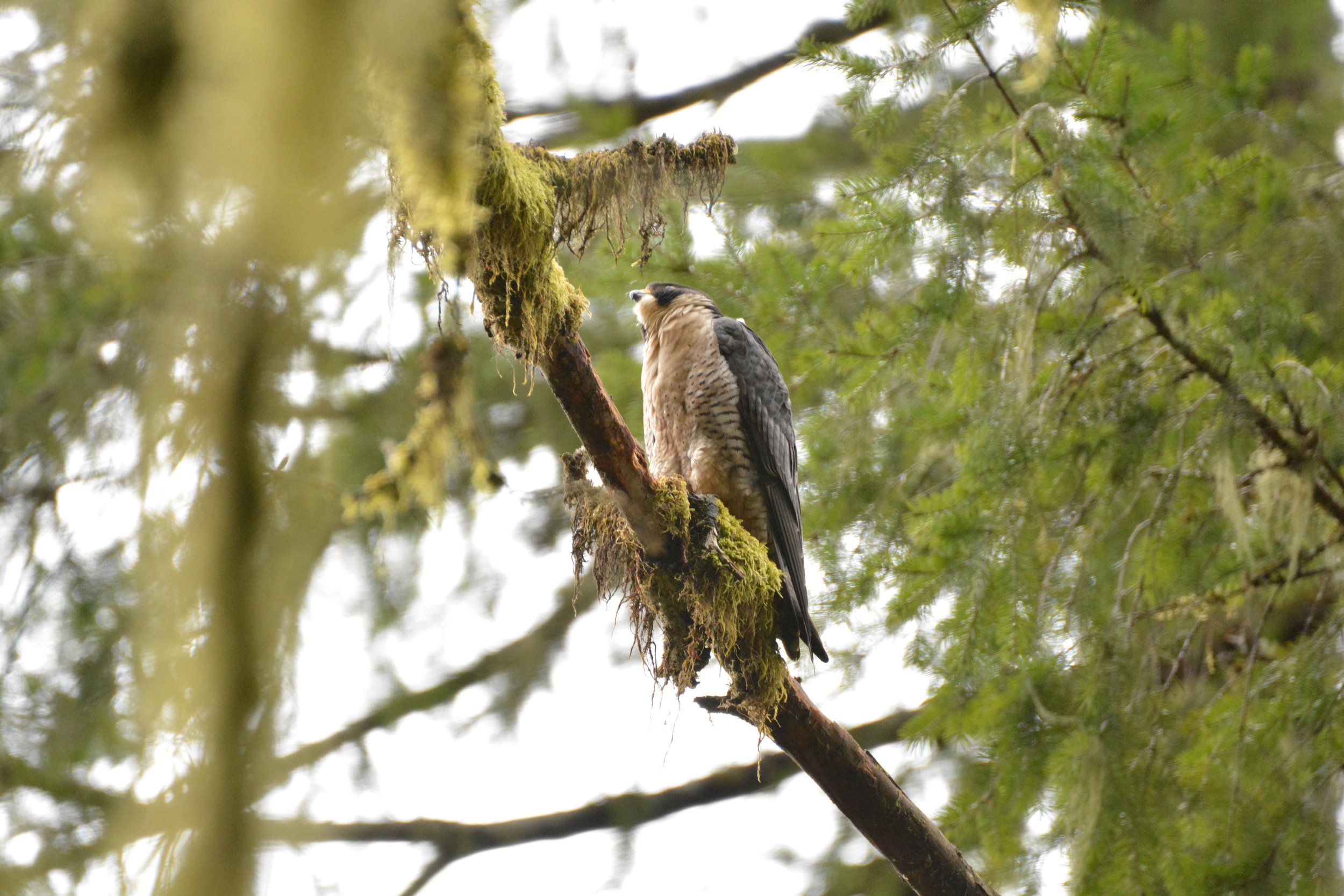 Peregrine Falcon