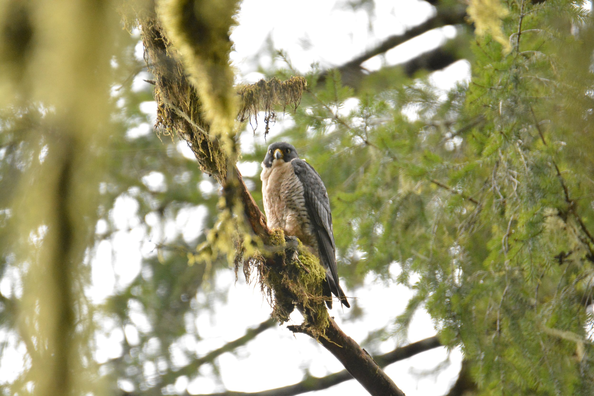 Peregrine Falcon