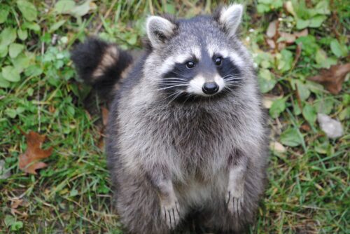 Raccoon