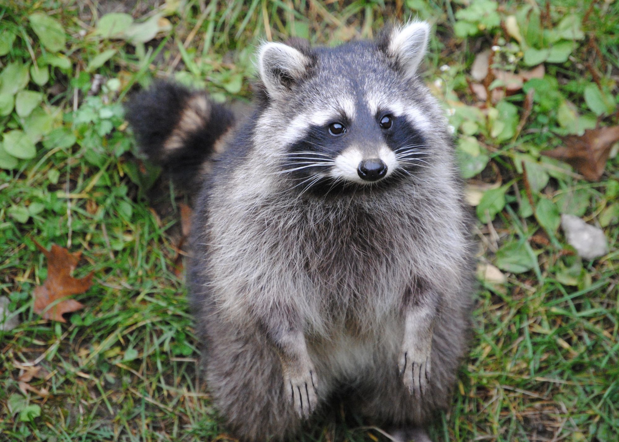 Raccoon Raccoon