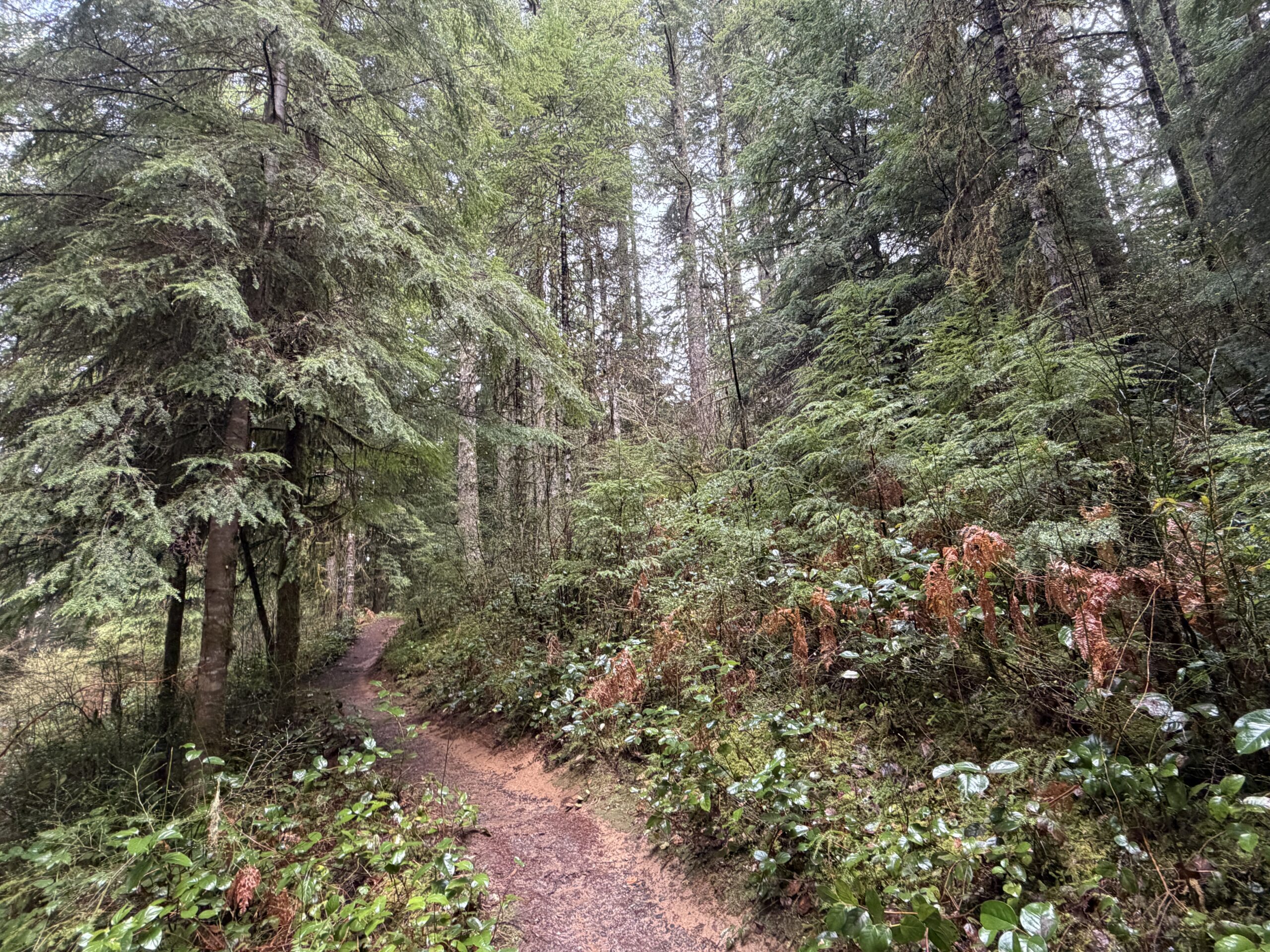 Two volunteers appear to be planting or restoring native vegetation on the grounds outside the South Falls Café at Silver Falls State Park