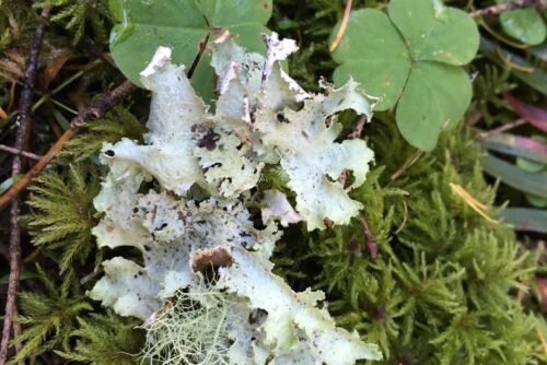 Ragged Lichen