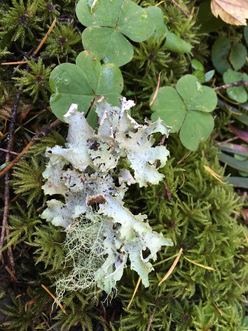 Ragged Lichen