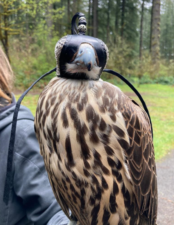 Raptor Presentation 2022_4.png