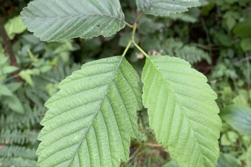 Red Alder