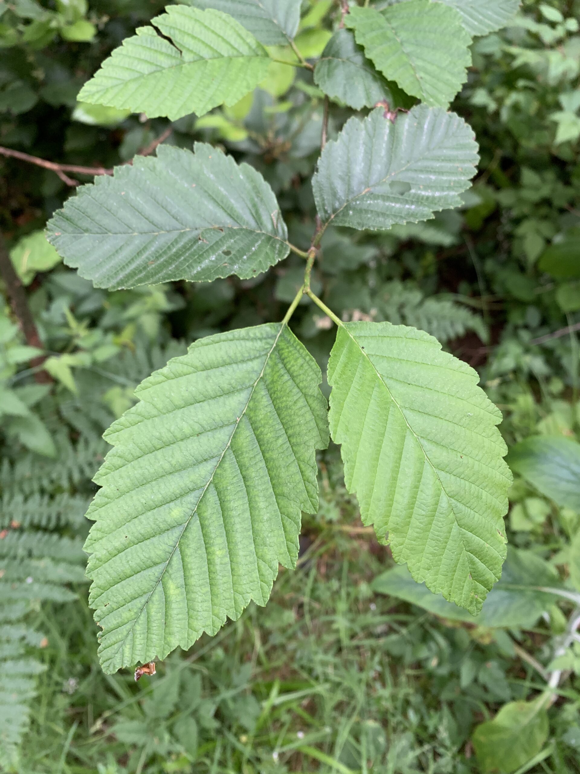 Red Alder Red Alder