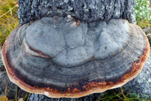 Red Belted Conk