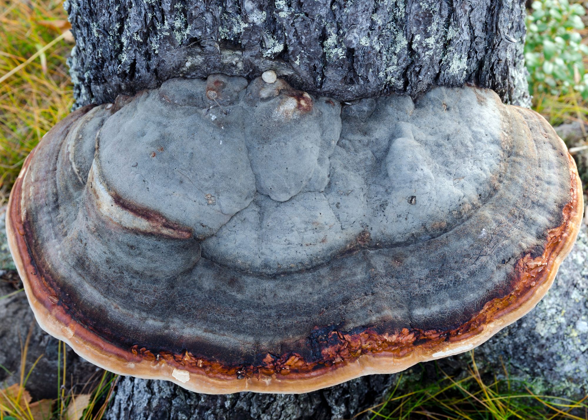 Red Belted Conk