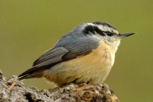 Red-Breasted Nuthatch