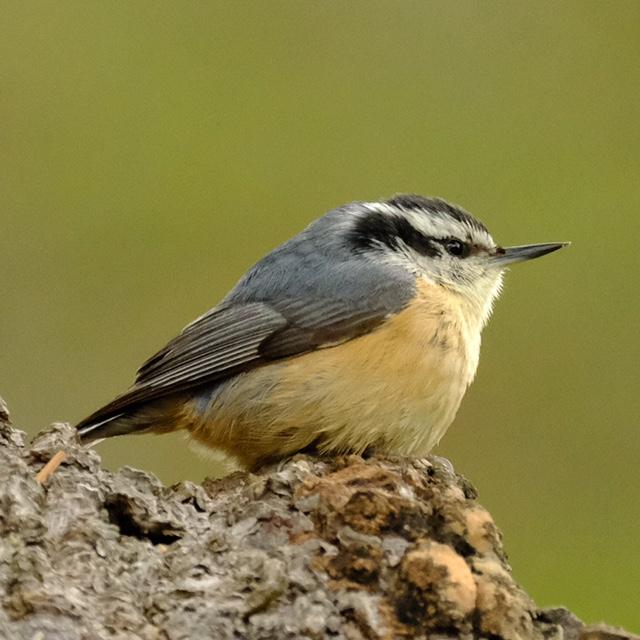 Red-Breasted Nuthatch Red-Breasted Nuthatch