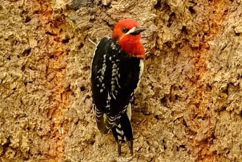 Red-Breasted Sapsucker