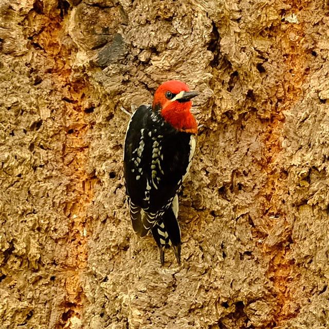 Red-Breasted Sapsucker