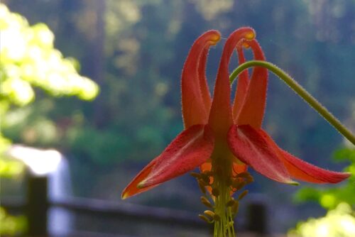 Red Columbine Red Columbine