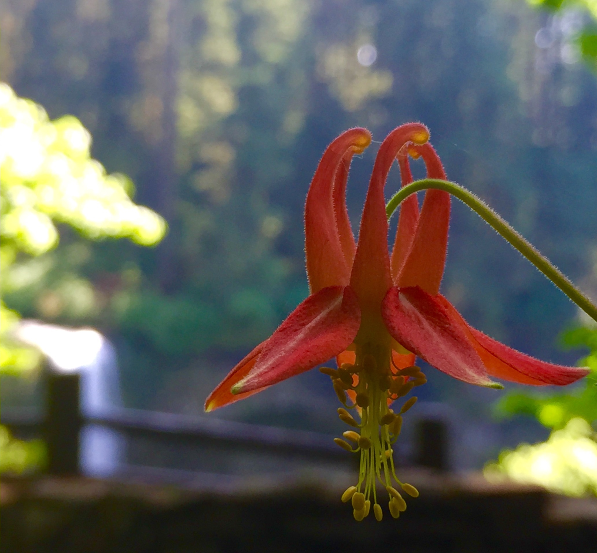 Red Columbine