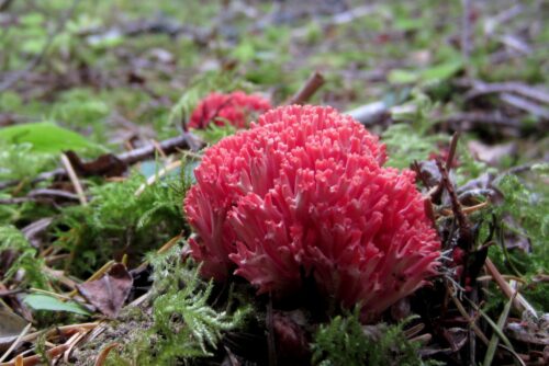 Red Coral Mushroom