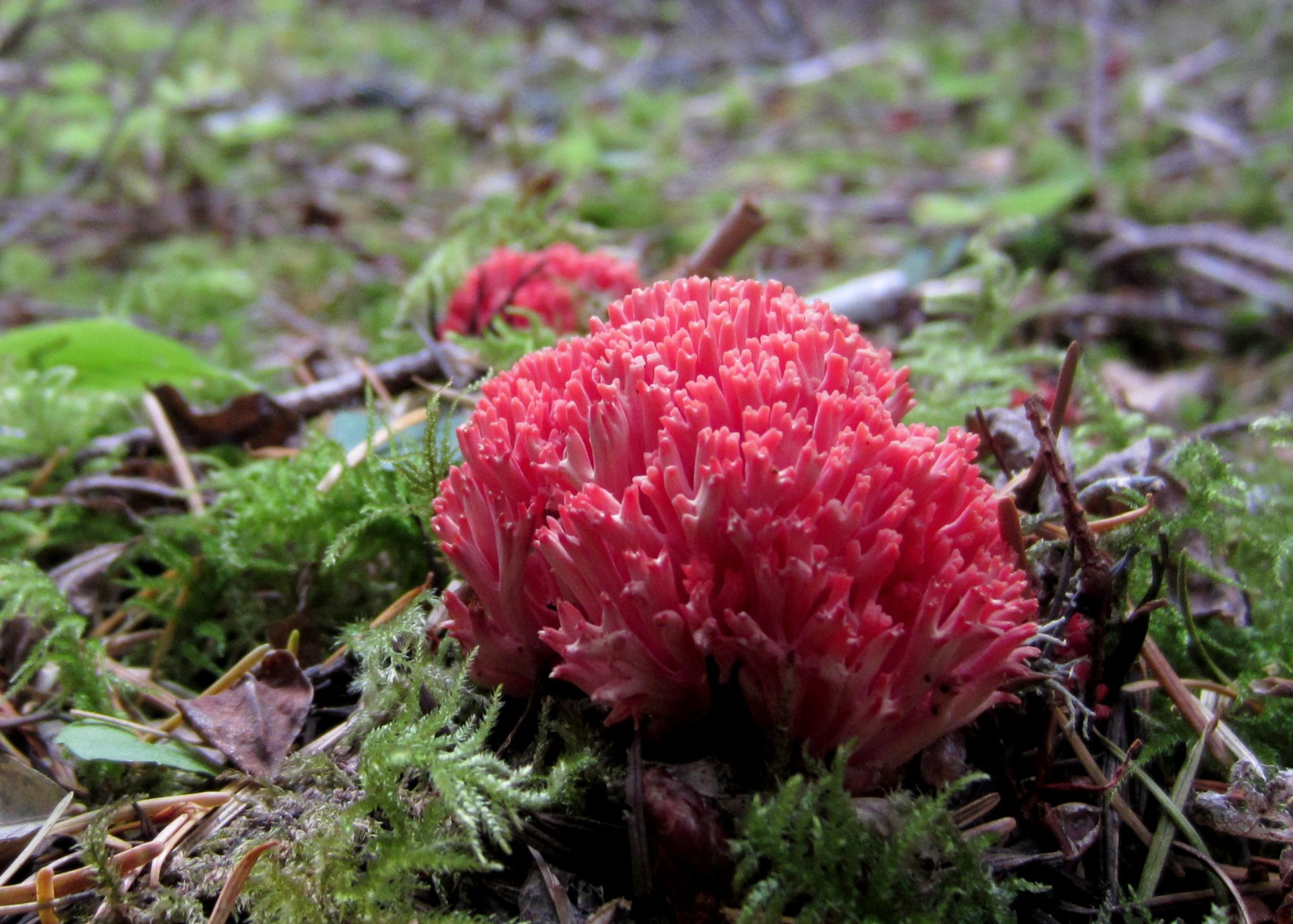 Red Coral Mushroom