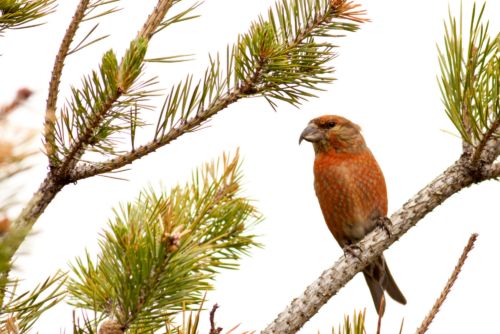Red Crossbill