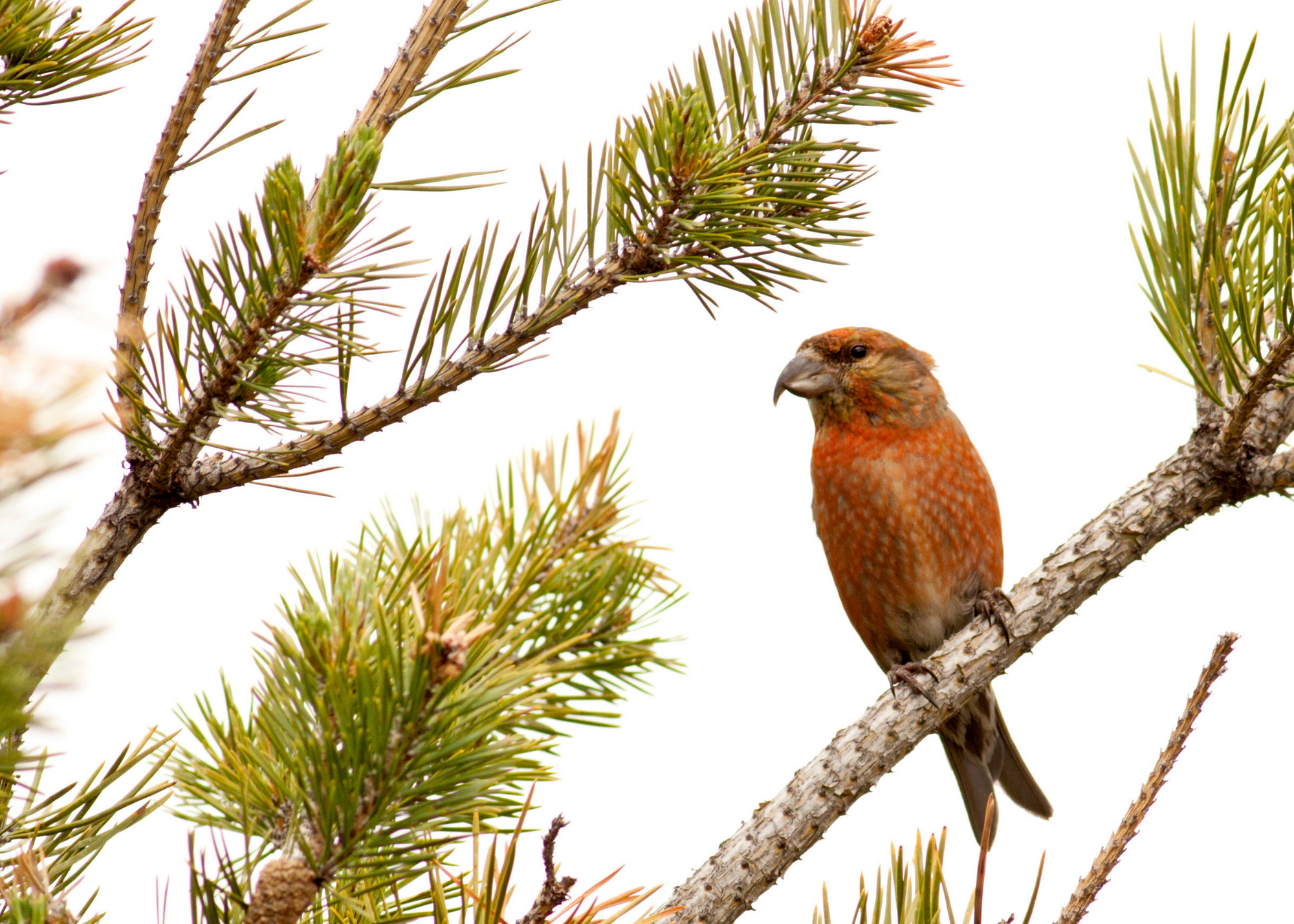 Red Crossbill Red Crossbill