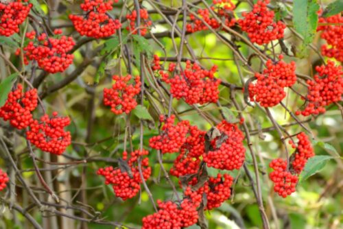 Red Elderberry