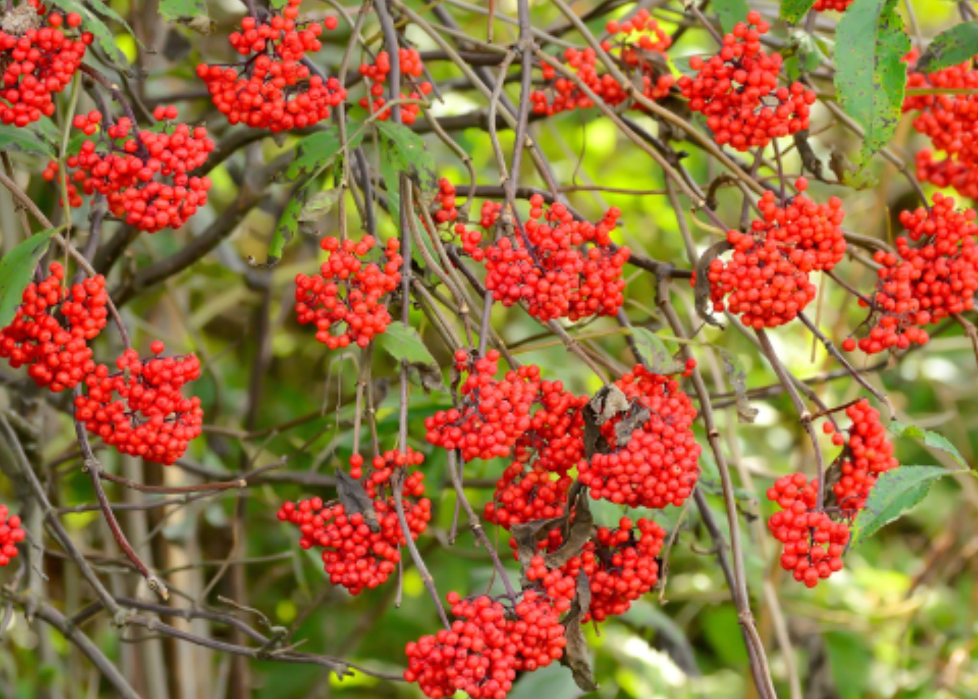 Red Elderberry