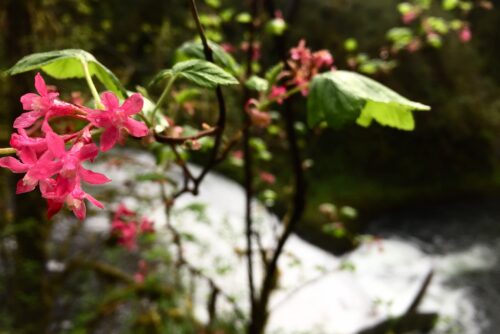 Red-Flowering Currant