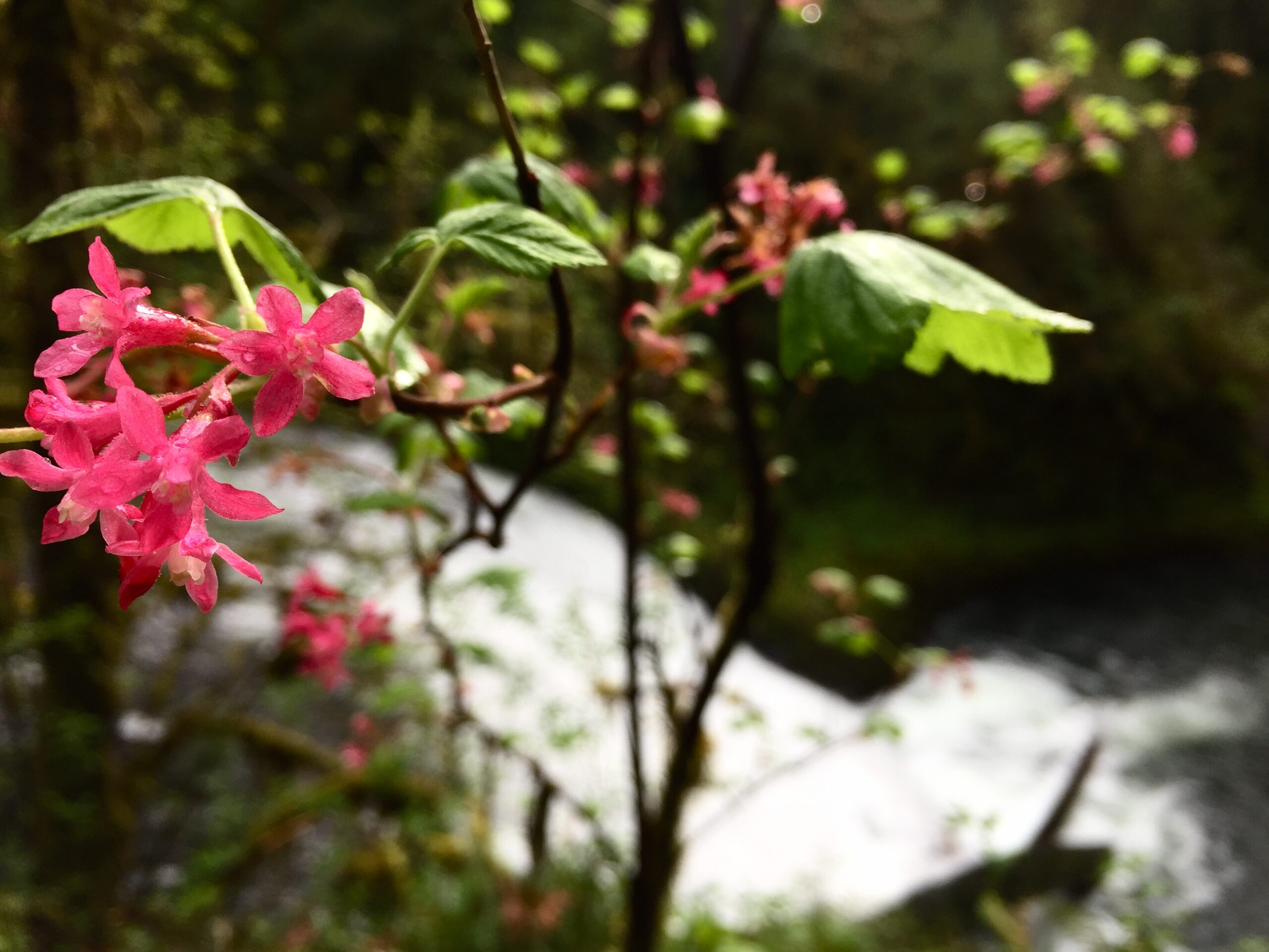 Red-Flowering Currant