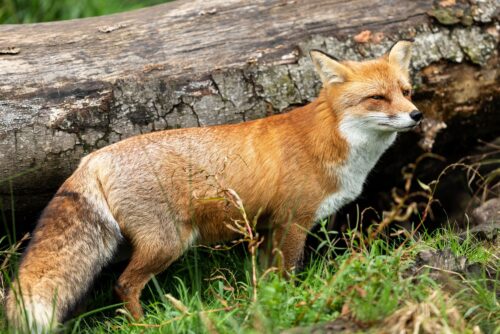 Red Fox