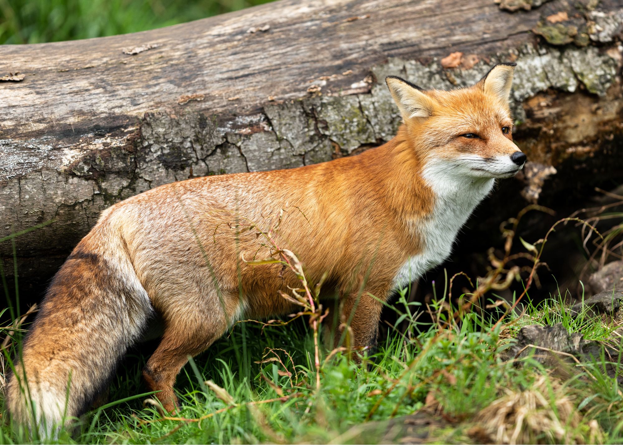 Red Fox Red Fox