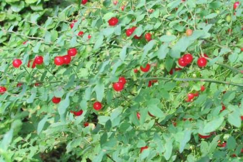 Red Huckleberry