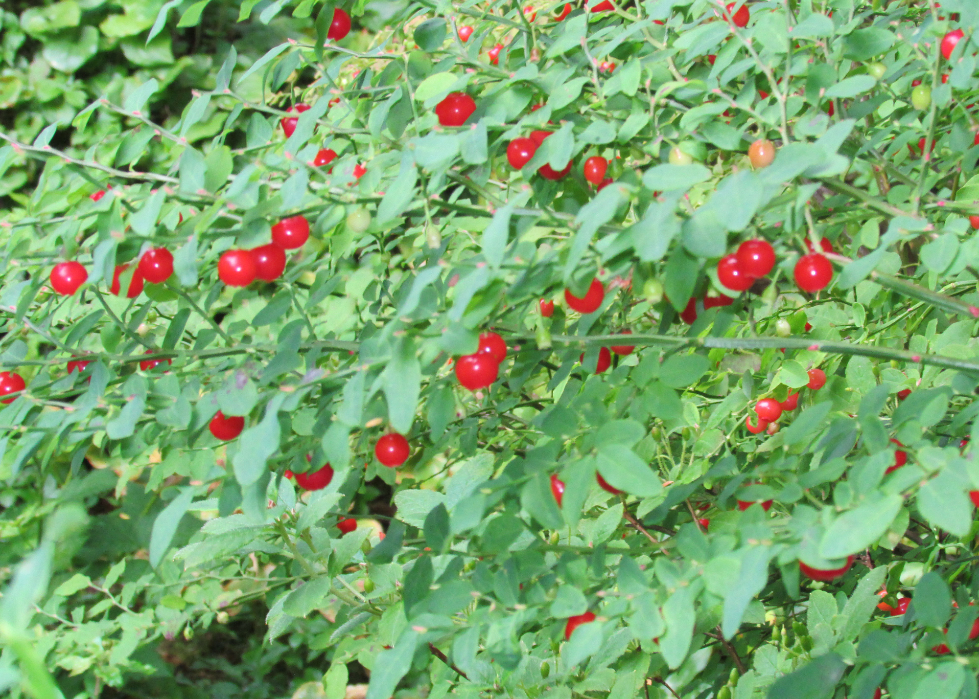 Red Huckleberry