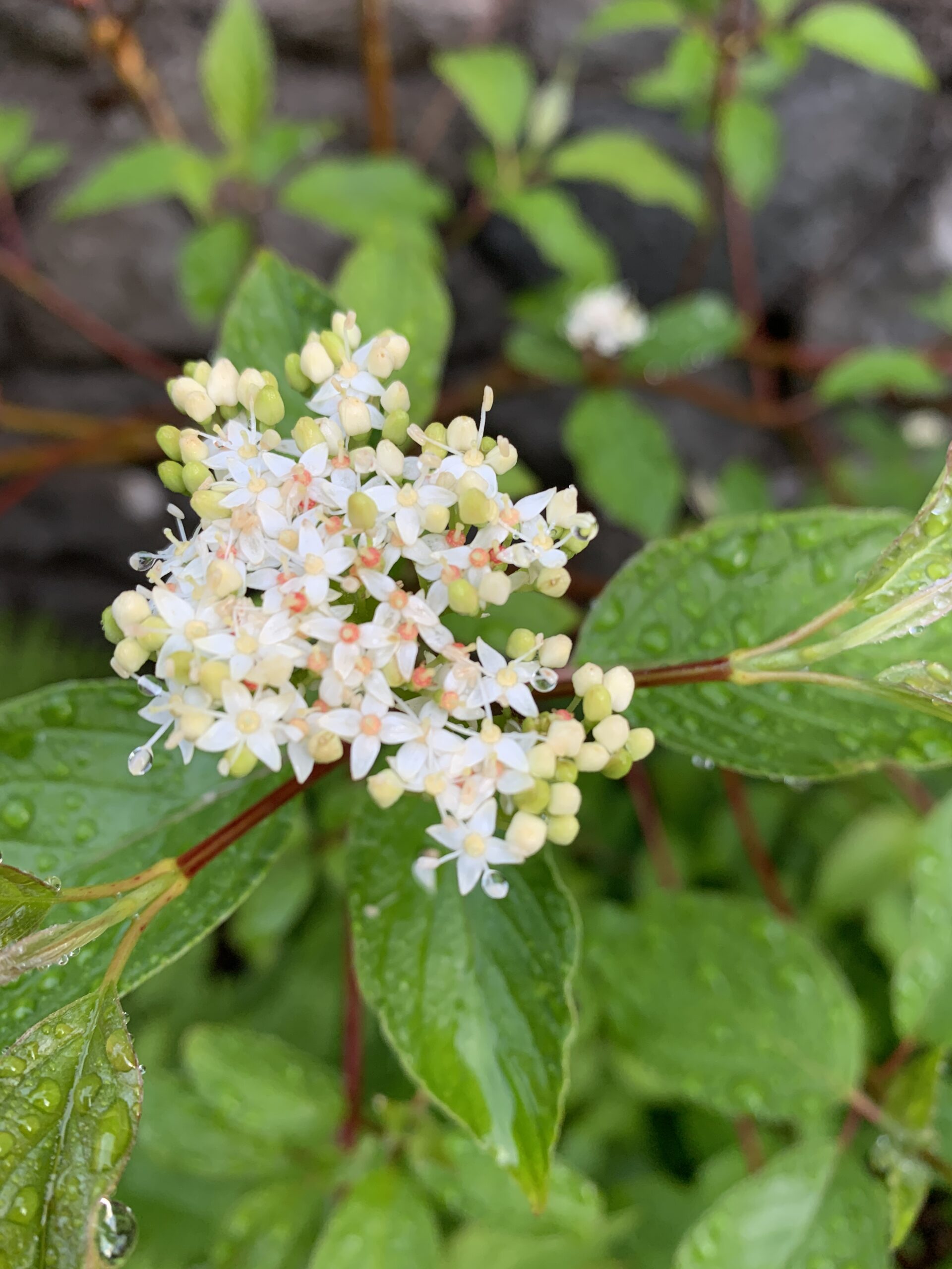 Red-Osier Dogwood leaves and flowers