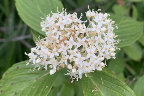 Red Osier Dogwood