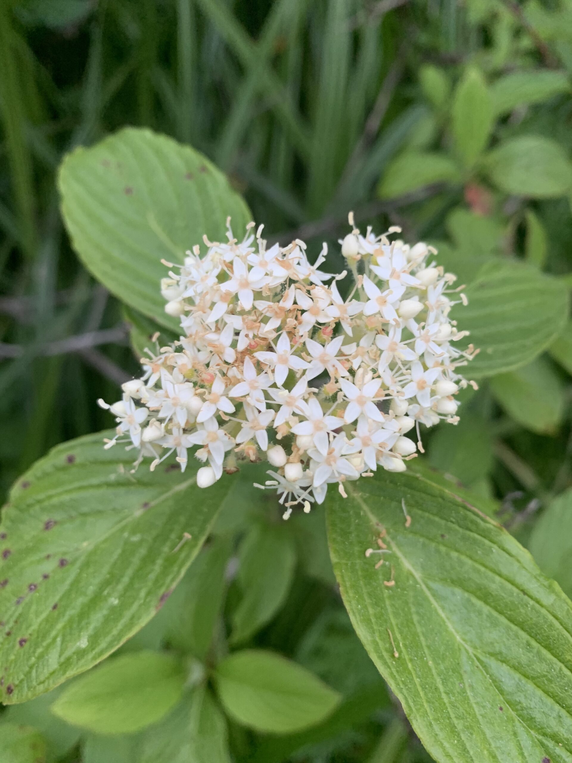 Red-Osier Dogwood