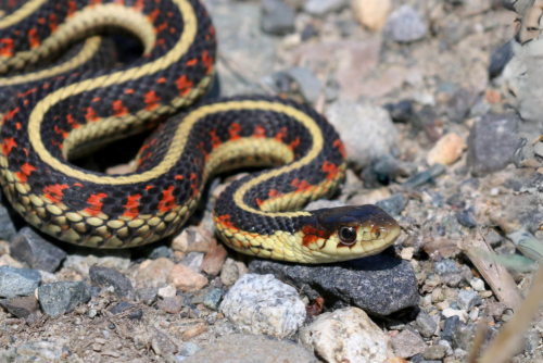 Red-Spotted Garter Snake Red-Spotted Garter Snake