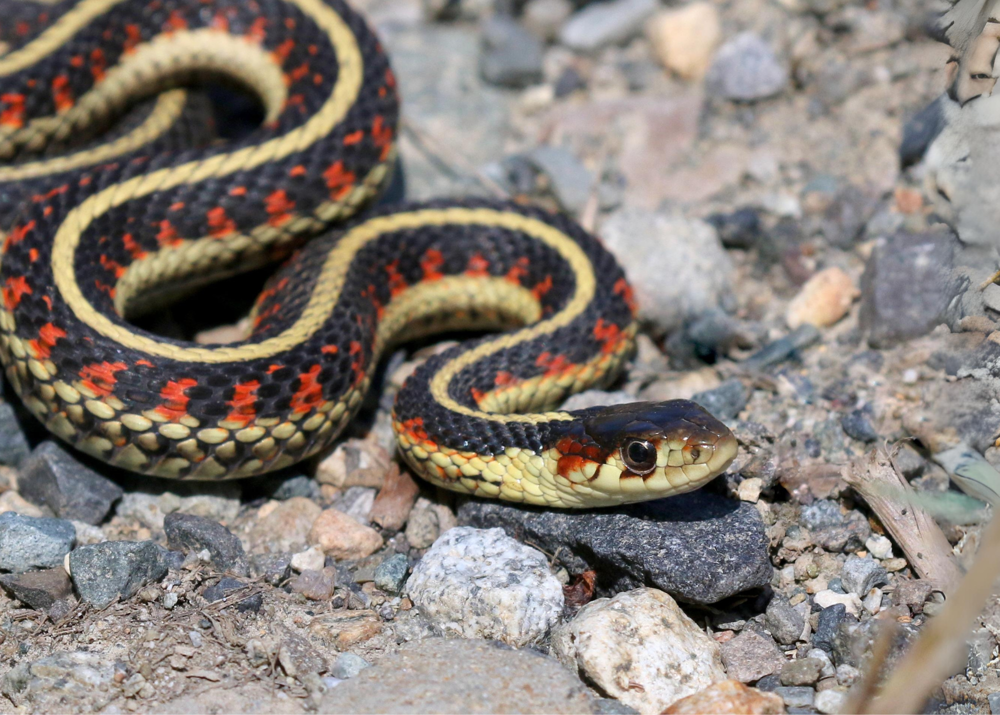 Red-Spotted Garter Snake Red-Spotted Garter Snake