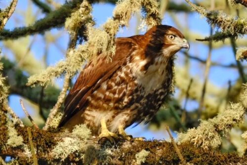 Red-Tailed Hawk