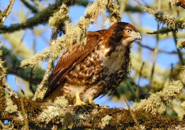 Red-Tailed Hawk