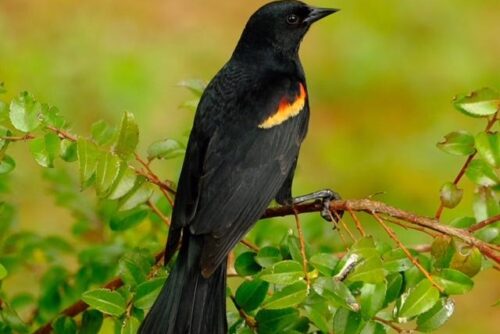 Red-Winged Blackbird