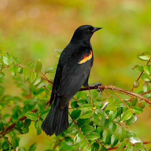 Red-Winged Blackbird Red-Winged Blackbird
