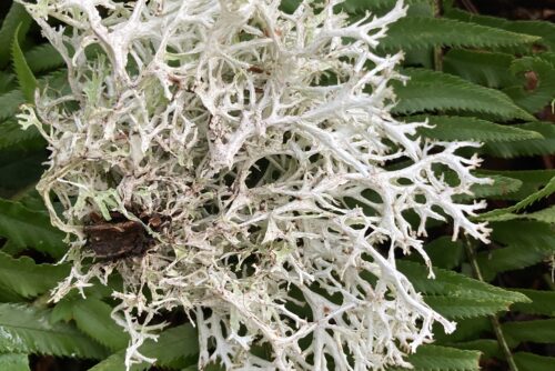 Ribbon Rag Lichen