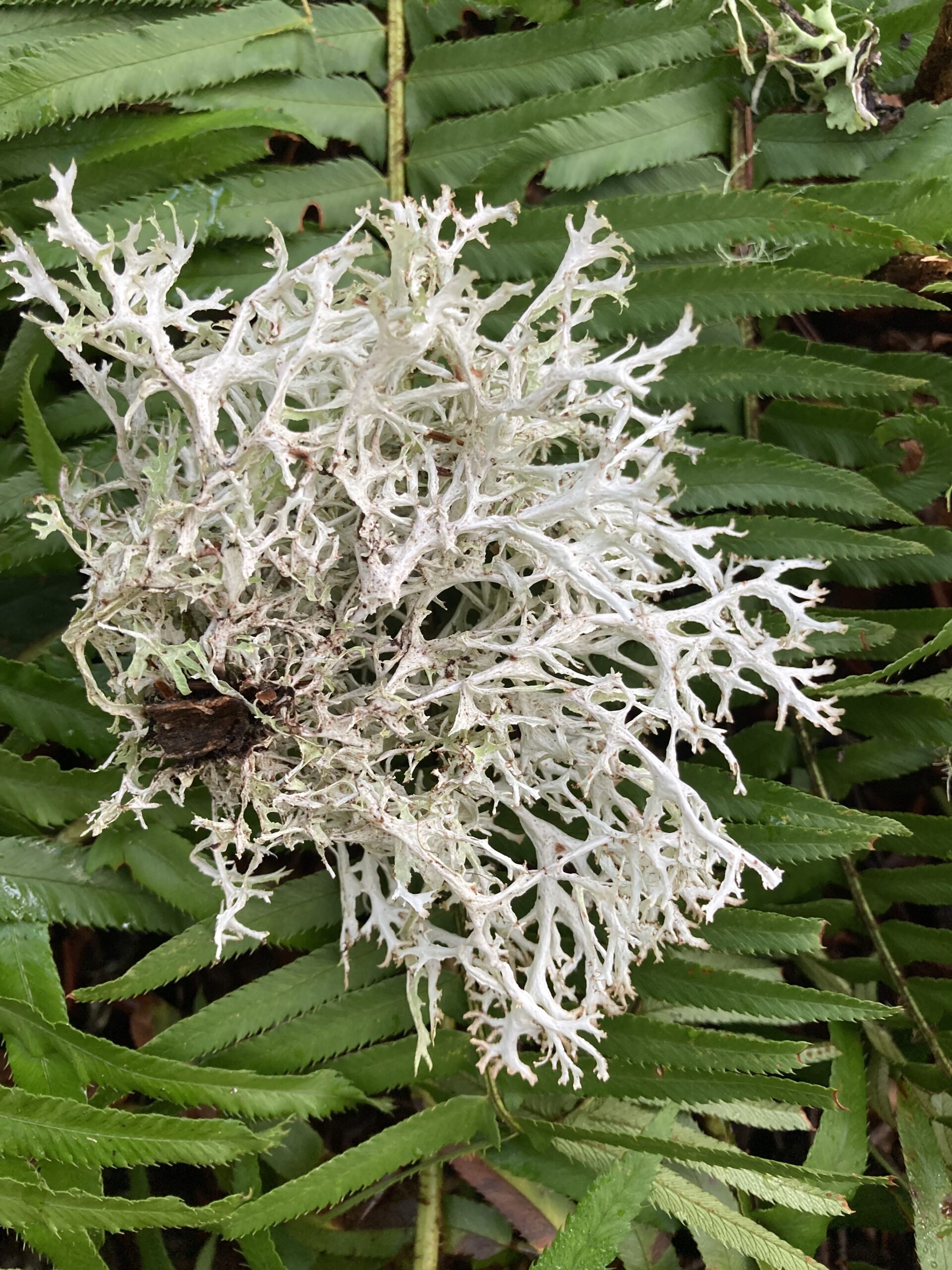 Ribbon Rag Lichen Ribbon Rag Lichen