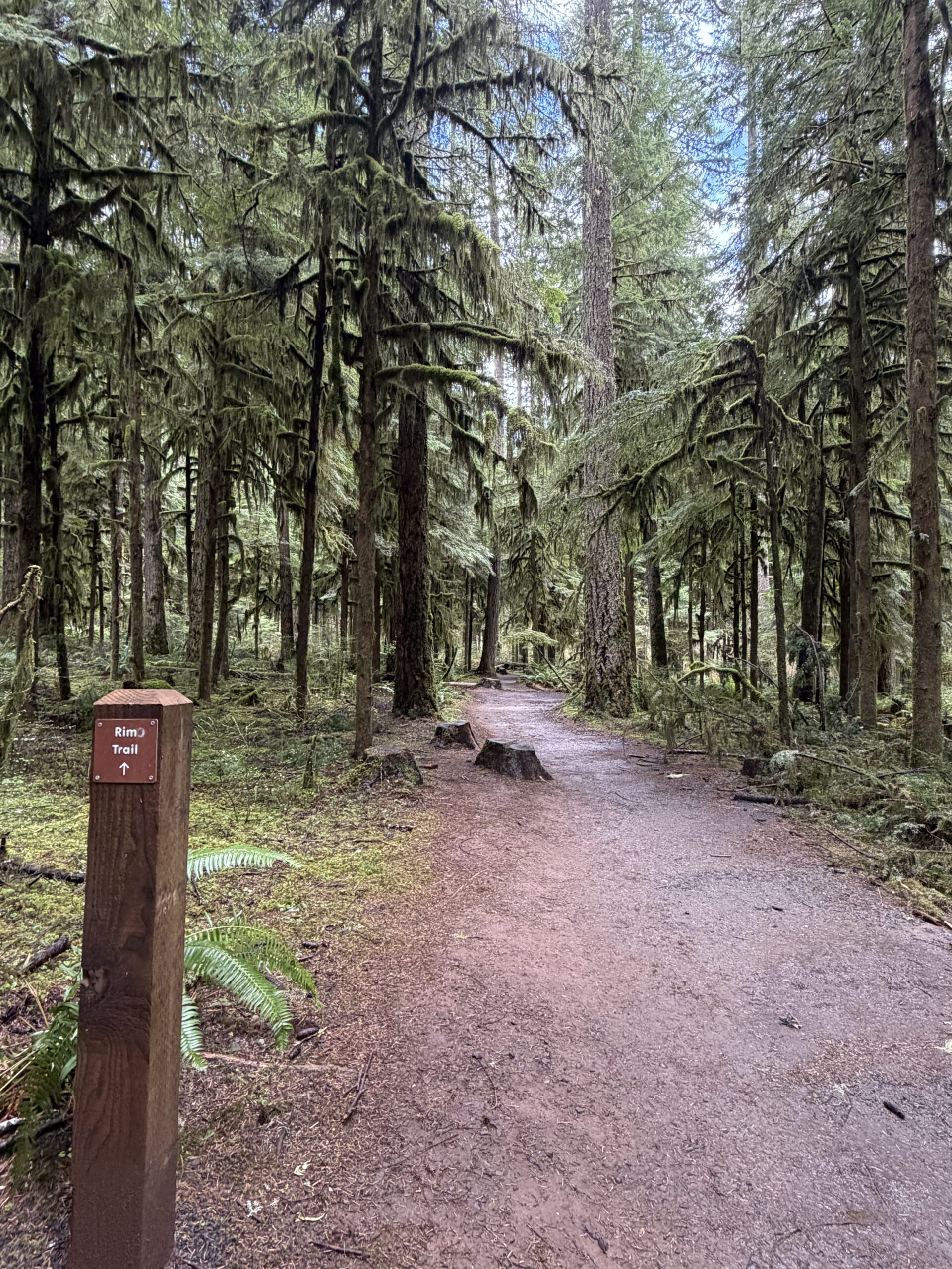 Two volunteers appear to be planting or restoring native vegetation on the grounds outside the South Falls Café at Silver Falls State Park