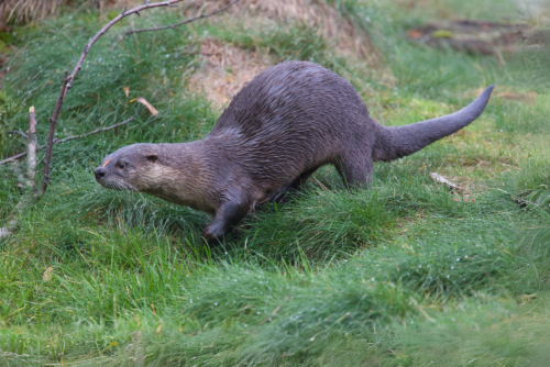 River Otter