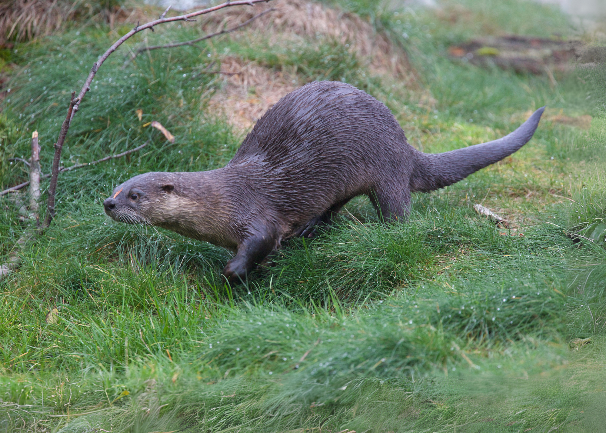 River Otter River Otter
