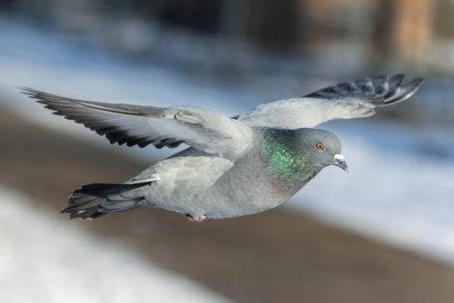 Rock Dove