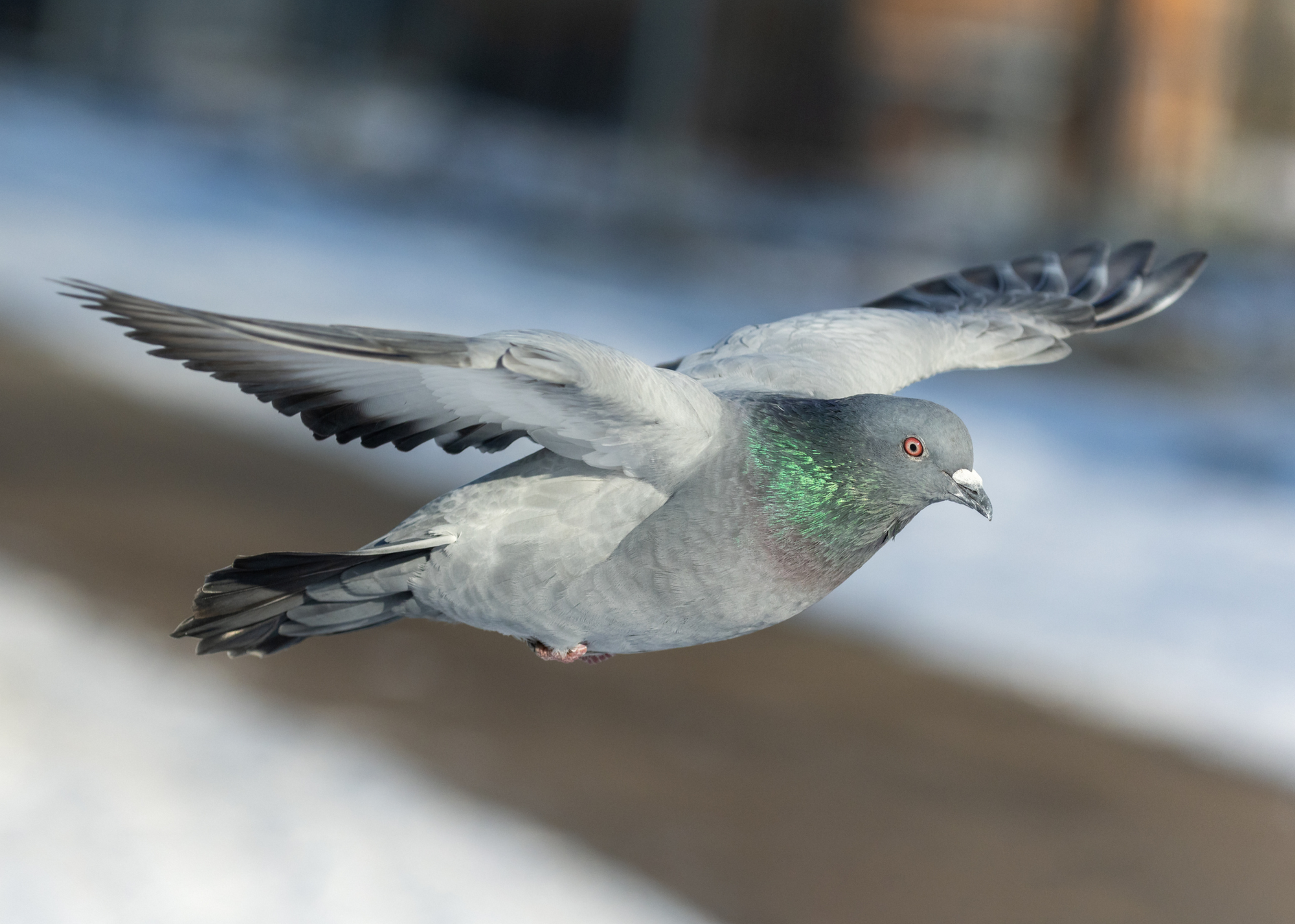 Rock Dove
