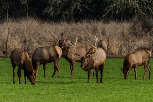 Roosevelt Elk