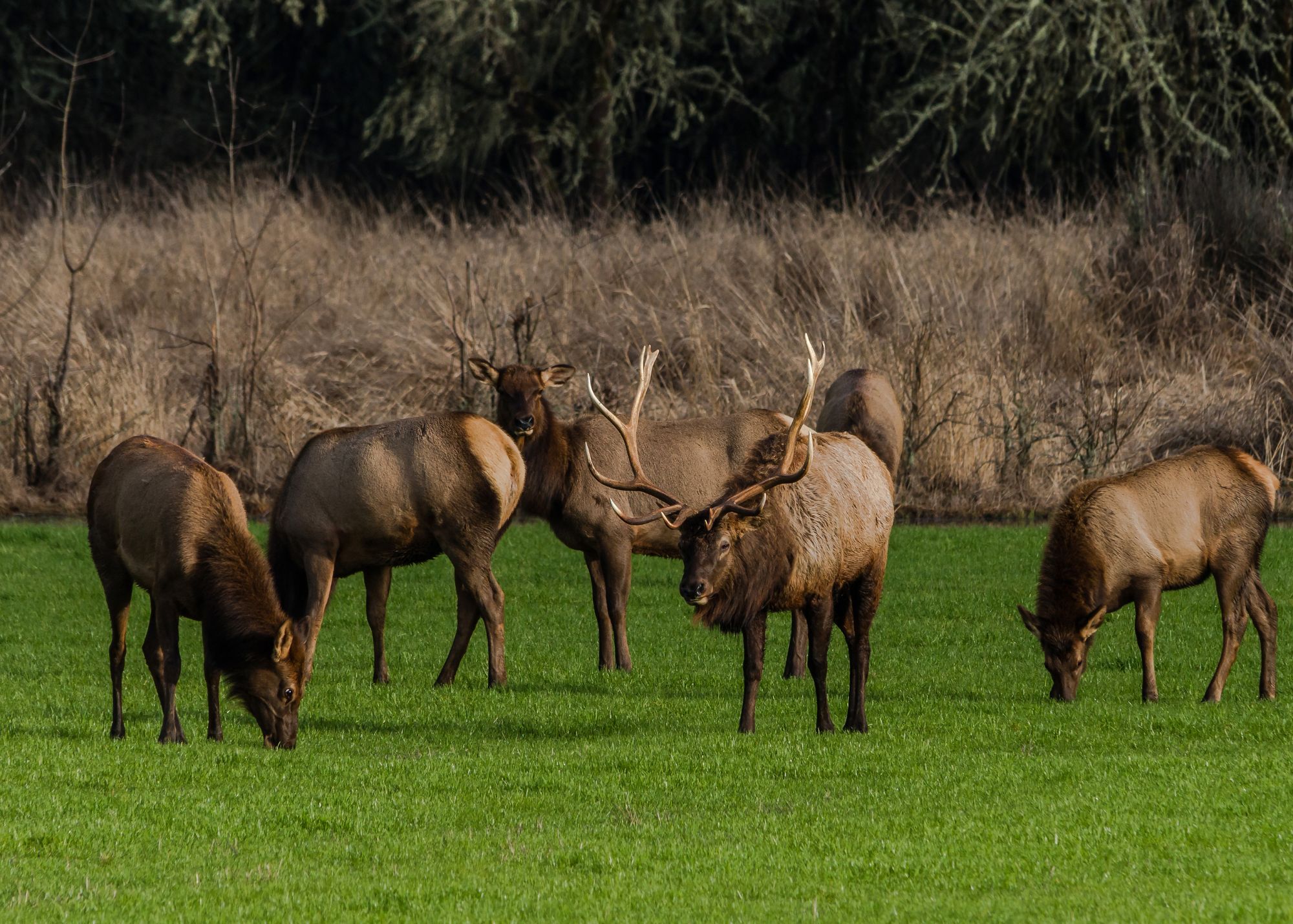 Roosevelt Elk